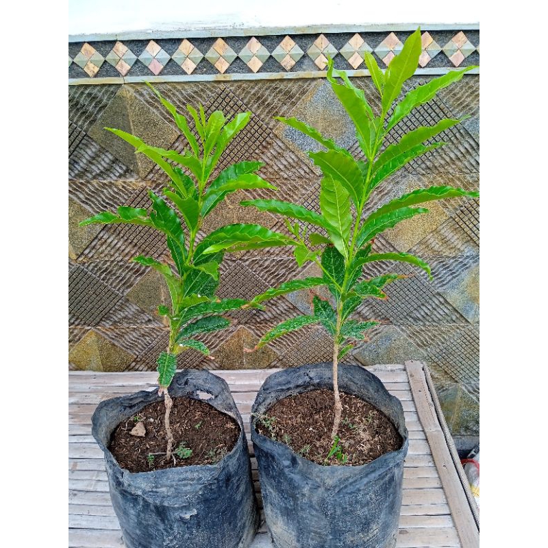 tanaman buah Abiu Jumbo