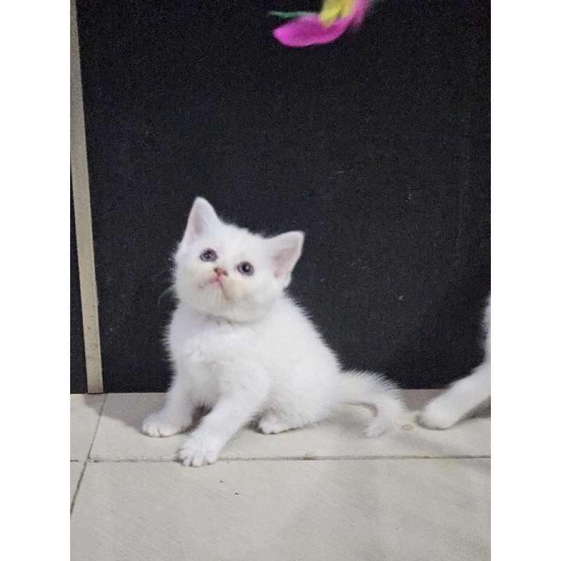 kucing bsh mix persia putih kalung merah