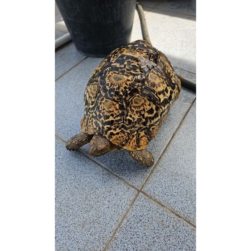 pardalis tortoise torto 30cm up patung bukan sulcata