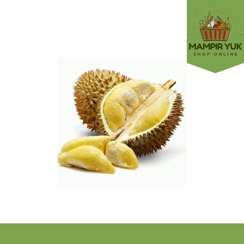 

Durian montok | mampiryuk