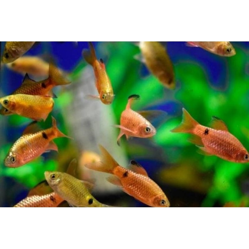 (ikan Barbir) ikan hias aquarium aquascap air tawar