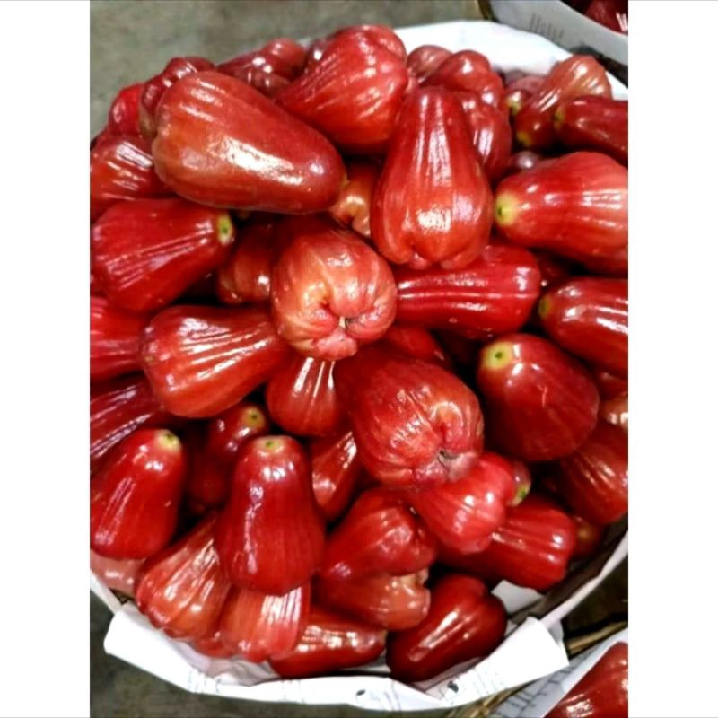 

jambu air citra manis cincalo 1 kilo