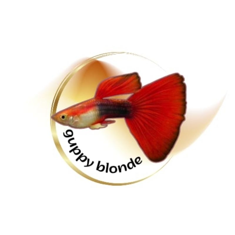 sticker guppy blonde red
