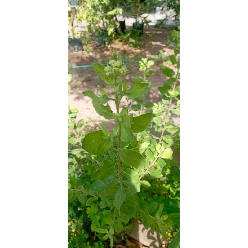 daun luntas segar