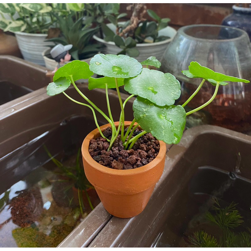 Hidrokotil / Tanaman Hias Pegagan