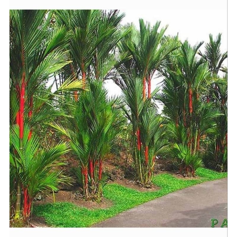 PALEM MERAH TINGGI 150CM