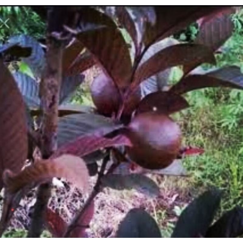 

jambu biji merah