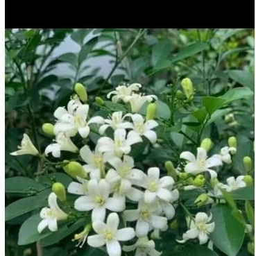 tanaman kemuning ( DAUN BESAR )