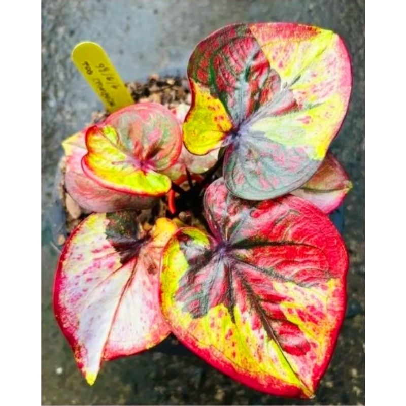 Tanaman Hias Keladi Thai Series New Hybrid  Bunga Hias Keladi Caladium Anakan Murah Merah BUKAN BONG