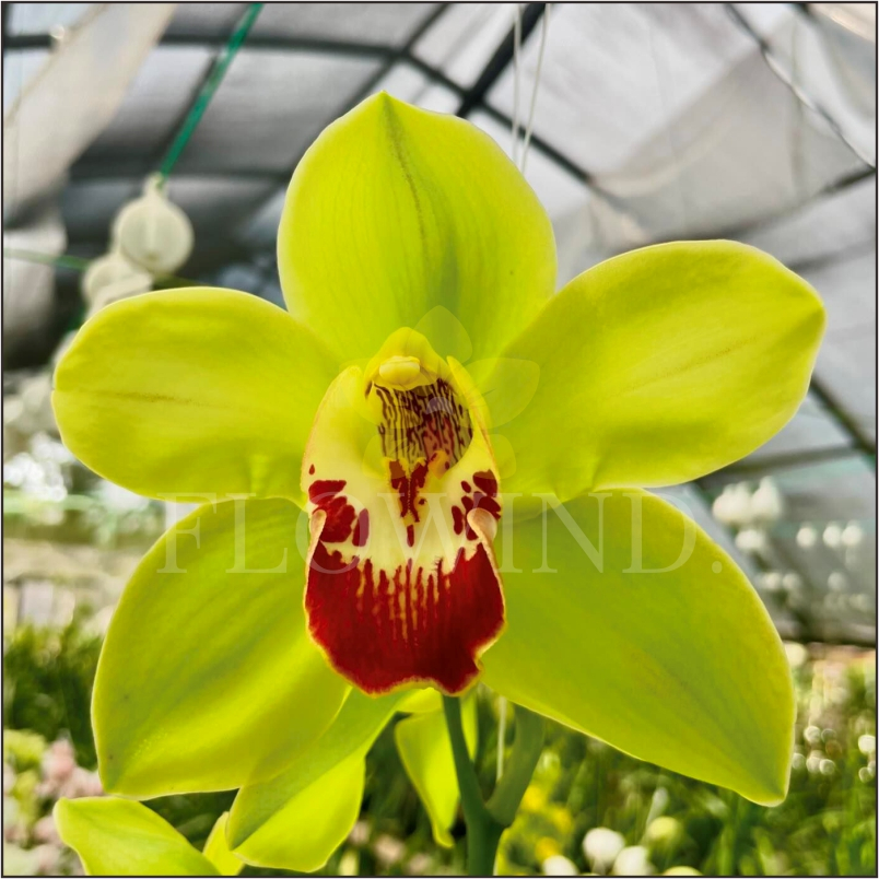 Tanaman Hias Anggrek Cymbidium Aussie Sunsprite Flask Dewasa Siap Berbunga