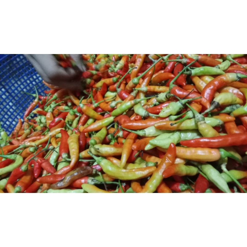 

Cabe rawit (250gr)
