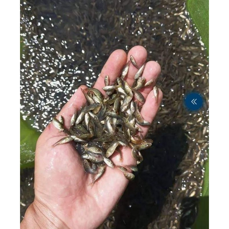 [BONUS PAKAN] Paket 100 Ekor Bibit Ikan Mas Lokal Size 2-4cm Cepat Besar