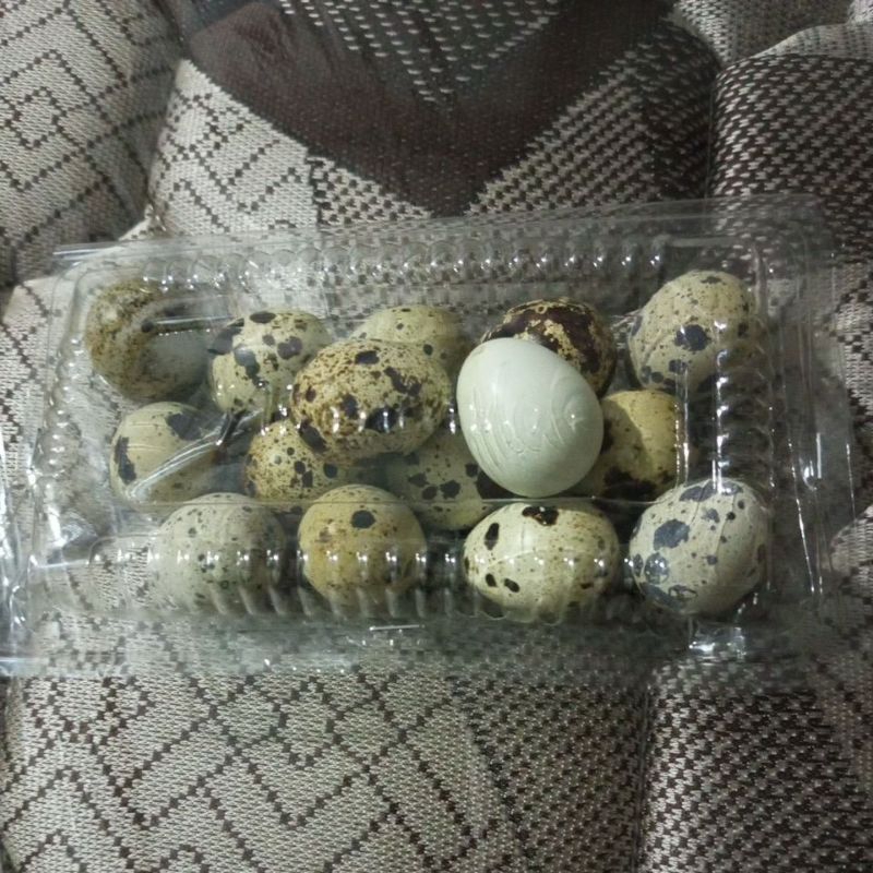 

telurpuyuh/isi15butir