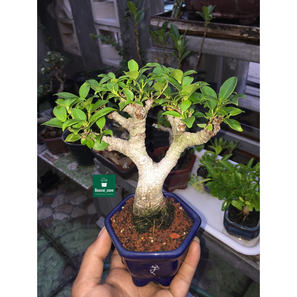 Bonsai Ficus (Beringin Kimeng) Mini