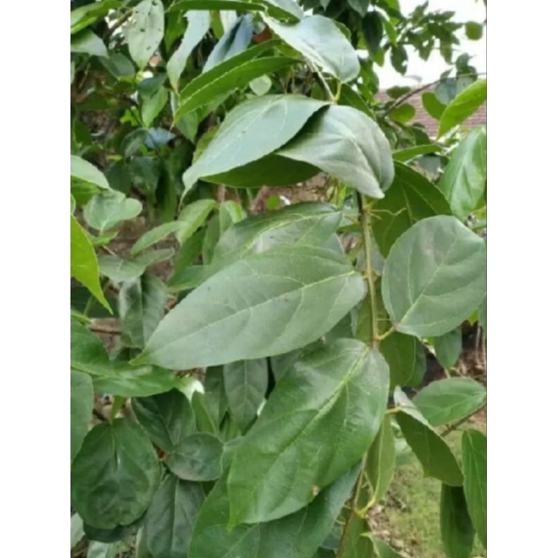 

Daun cincau segar (100gr)