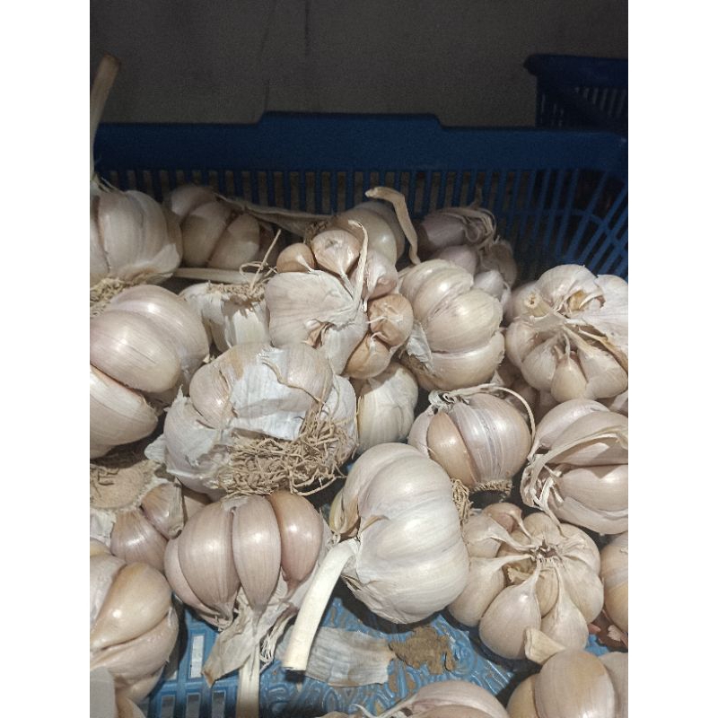 

bawang putih kering dan besar 250gram