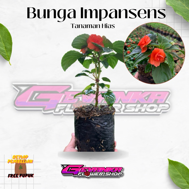 Tanaman Bunga Impatiens Mawar Orange Hidup & Berbunga - Impatiens Walleriana Berbunga - Bunga Pacar 