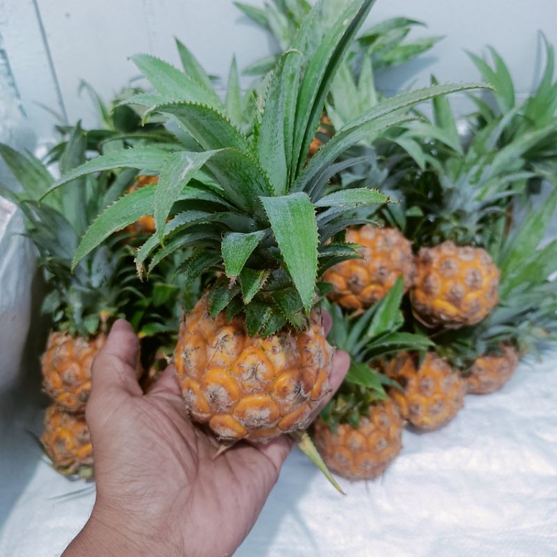 

Nanas madu Belik Pemalang