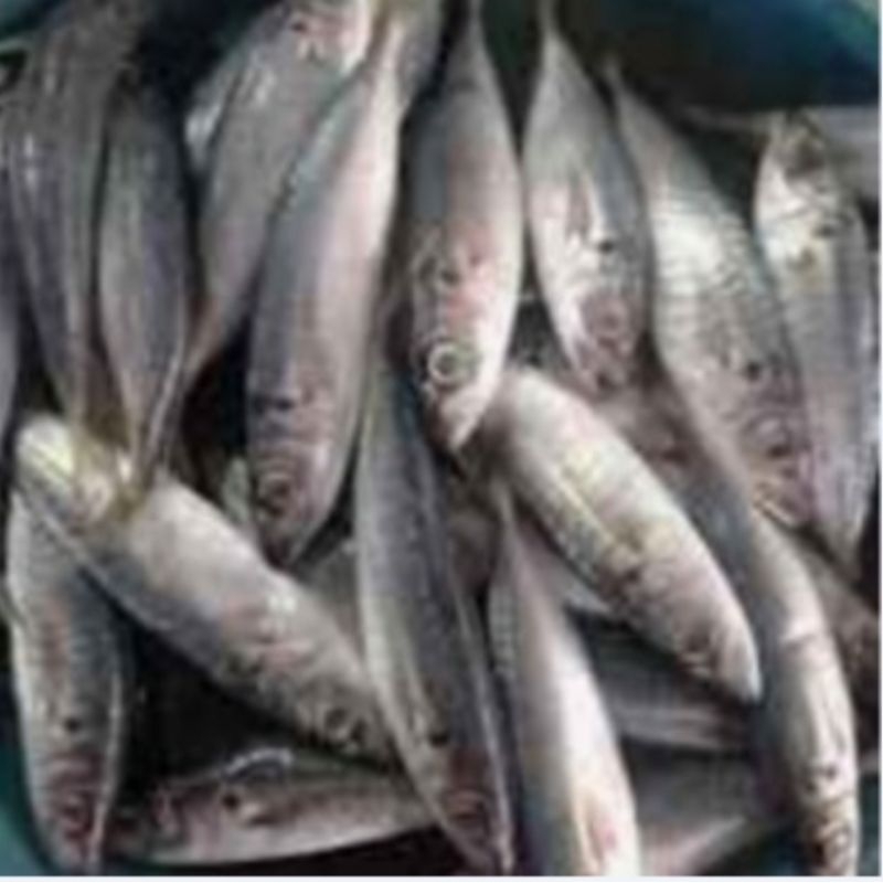 

ikan dencis