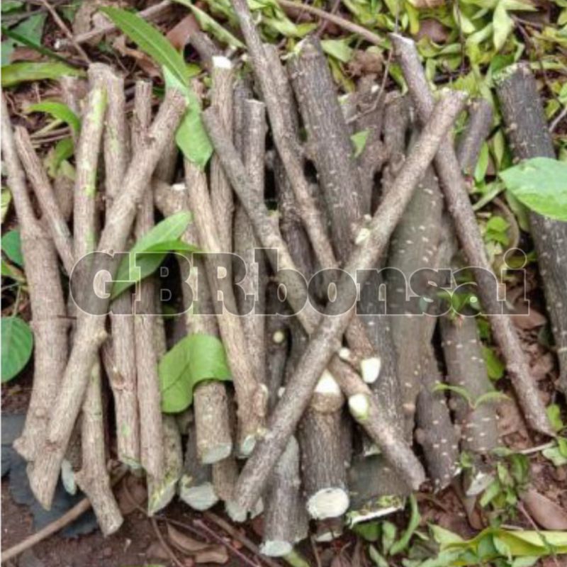 bahan stek mentaos jalitri paket per 10 batang bonus ada