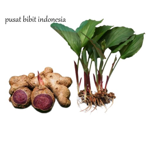 bibit tanaman kunyit hitam thailand asli original