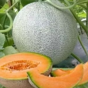 

BENIH MELON MADU 50 BIJI