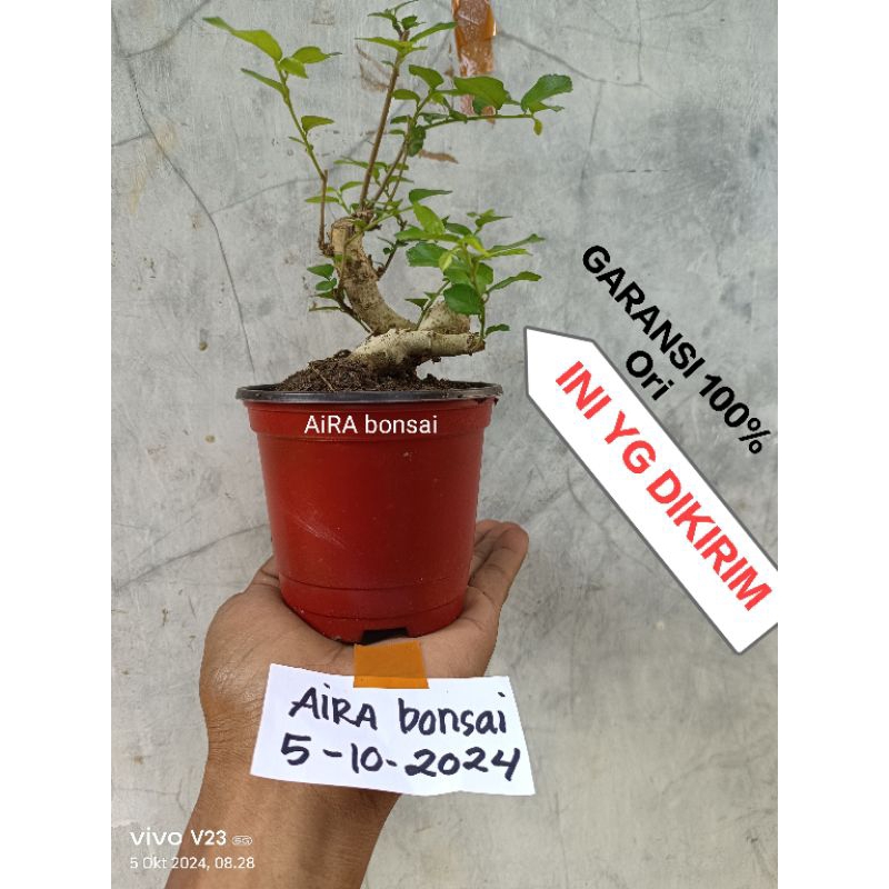 bahan bonsai serut mame meliuk kondisi hidup