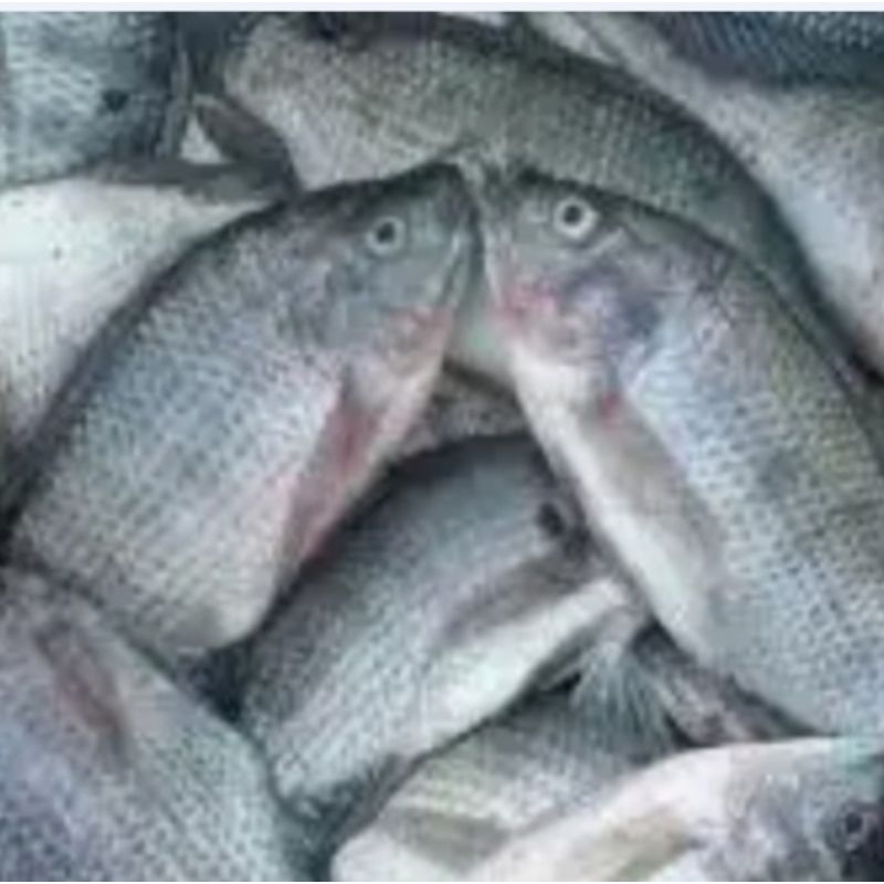 

ikan nila
