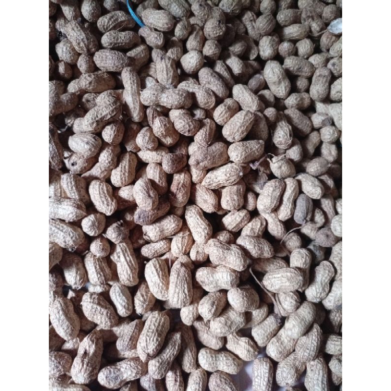 

Kacang Tanah Kulit Oven Kering Snack Camilan Termurah 500 gram