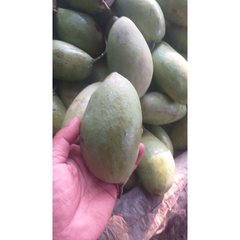 

mangga rujak ompyong 1 kg