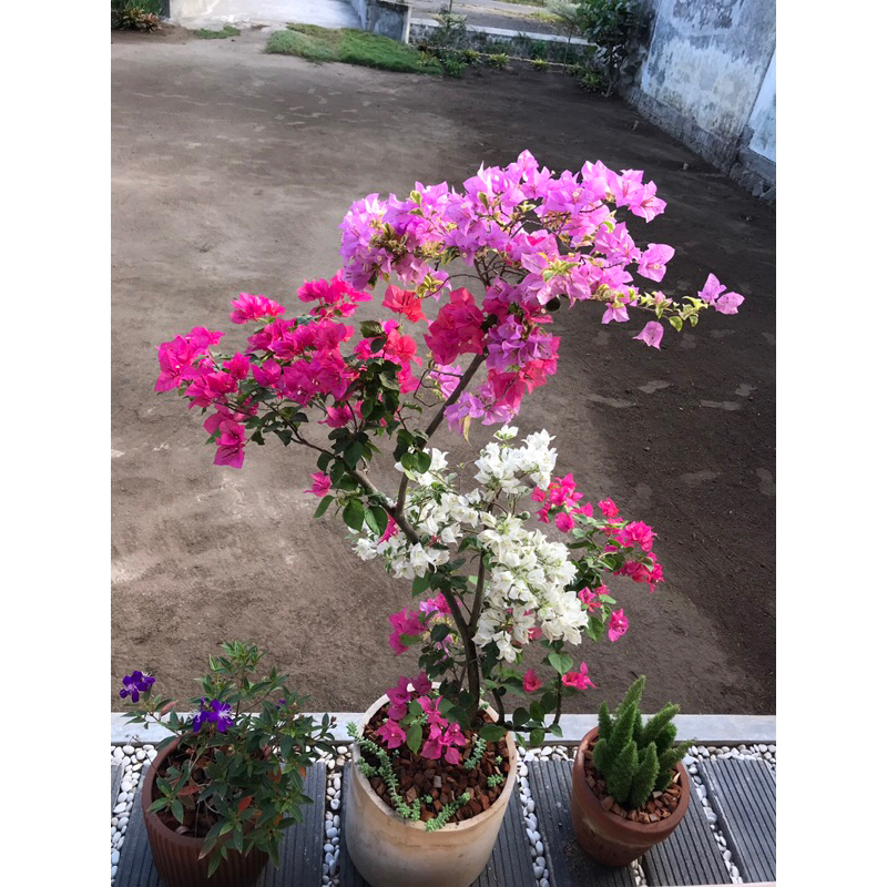 Bunga hidup sudah berbunga bugenvil grafting 3-5 warna Eleghant