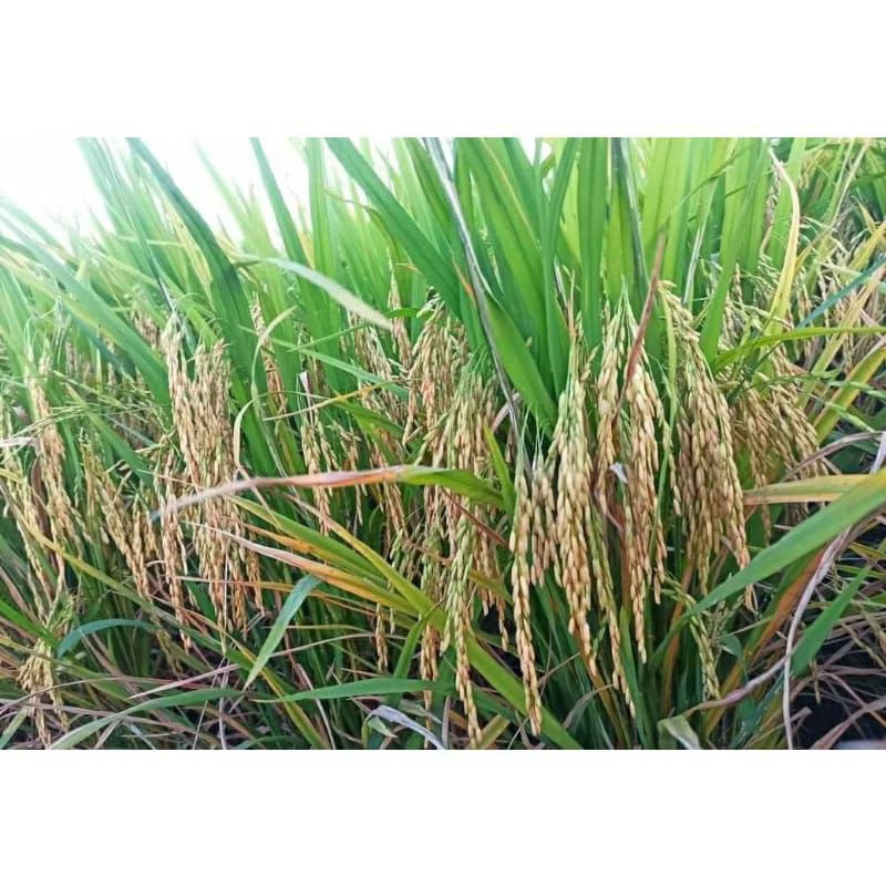 Benih padi MR 219 Original 5kg