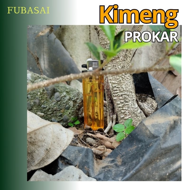 Bahan Bonsai Kimeng Pecah Batang dengan Bagian Pangkal Seukuran Lebih Besar dari Jempol Kami | Bahan