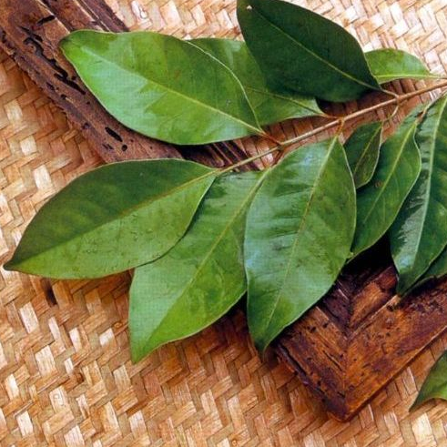 

DAUN SALAM PER PACK ISI 20 LEMBAR