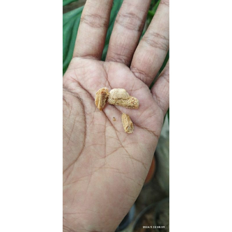 

telur comsomantis