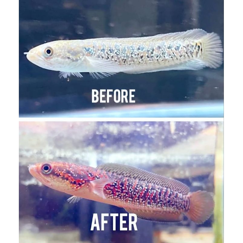 Asiatica Rsp kalimaya 10 cm