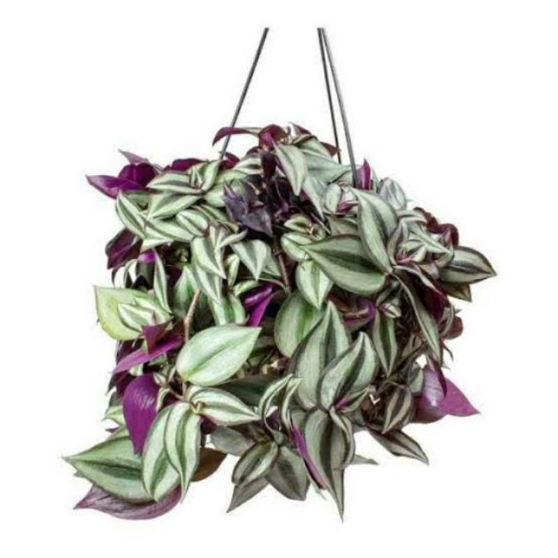 Tradescantia Zebrina / Tanaman Gantung Zebrina Ungu - Zebrina Ungu