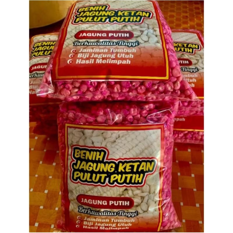 

[ JAGUNG PUTIH ] 1 KG BENIH JAGUNG PULUT | JAGUNG KETAN SUPER DAYA TUMBUH TINGGI SIAP TANAM