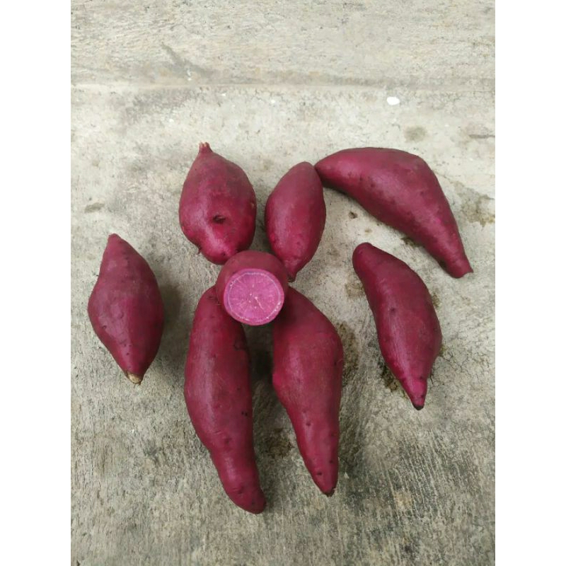 

Ubi Ungu Organik Rasa Manis Sudah Cuci Bersih 1KG Fresh