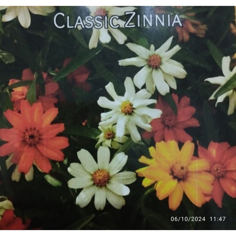 biji bunga classic zinnia, zinnia linearis zinnia angustifolia