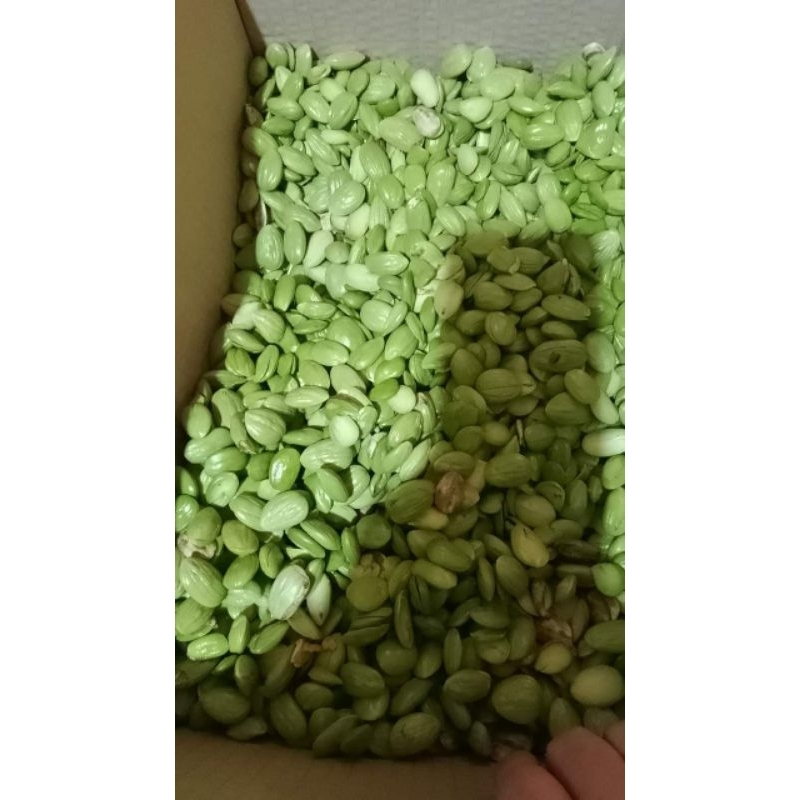 

petai kupas per 500g ya tanpa ulat