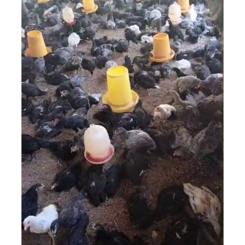 

ayam kampung ciujung