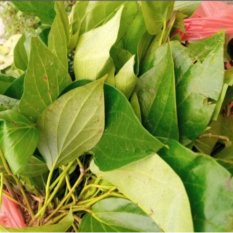 

DAUN SIRIH HIJAU SEGAR PER 10 LEMBAR