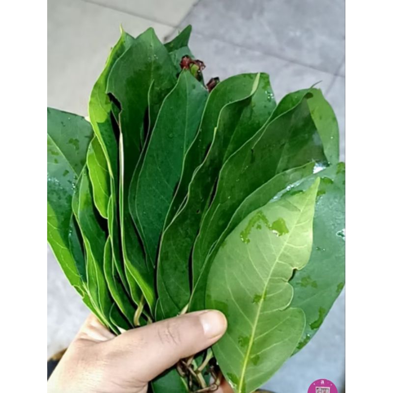 

DAUN SALAM SEGAR PENGHARUM MASAKAN