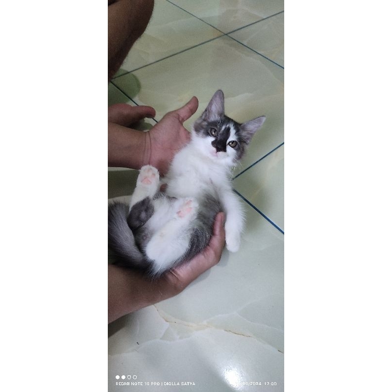 anak kan kucing himalaya + persia