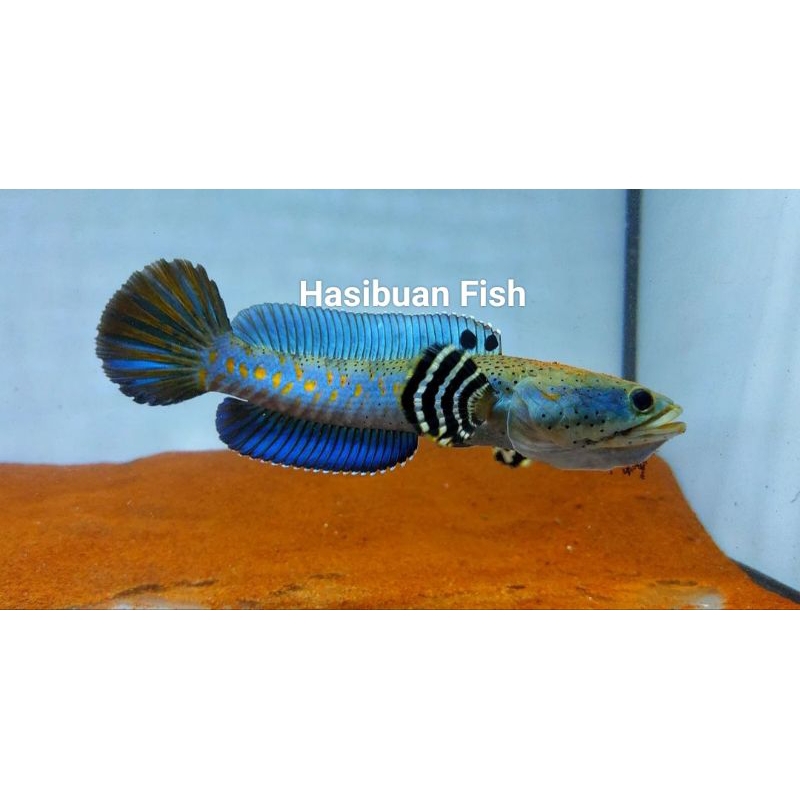 Ikan Channa Blue Pulchra Full Yellow Spot Dan Full Dot Size 4Cm-5Cm & 8-10Cm Sortiran Terbaik Garans