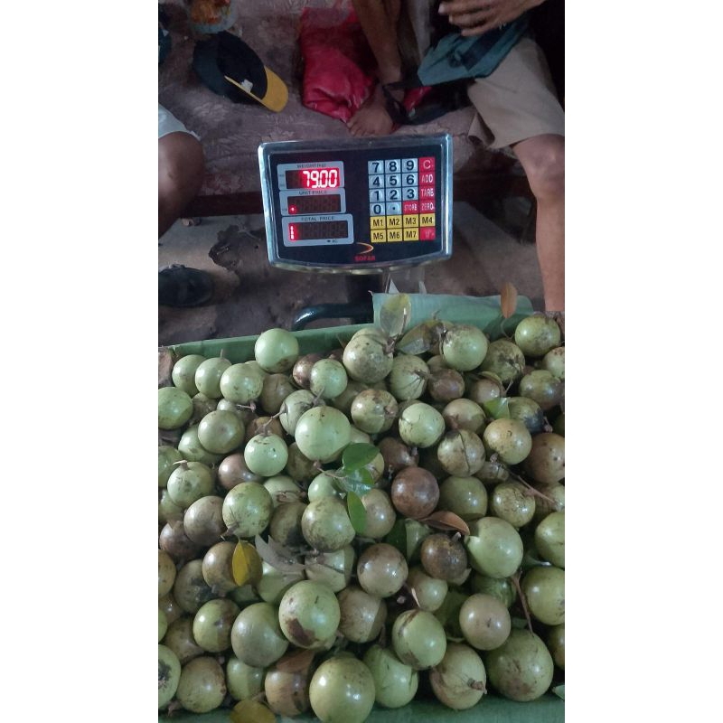 

Kenitu / Apel Plotot 1Kg