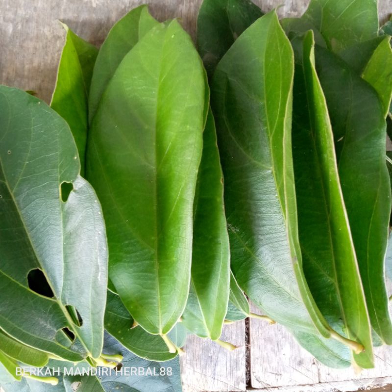 

daun cincau hutan/cincau pohon/100 lembar
