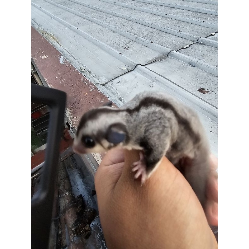 Sugar Glider / Clssic Grey / Sg / CG / Joey / Sugarglider Murah