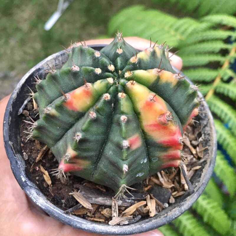 Kaktus Gymno Miha Variegata 17